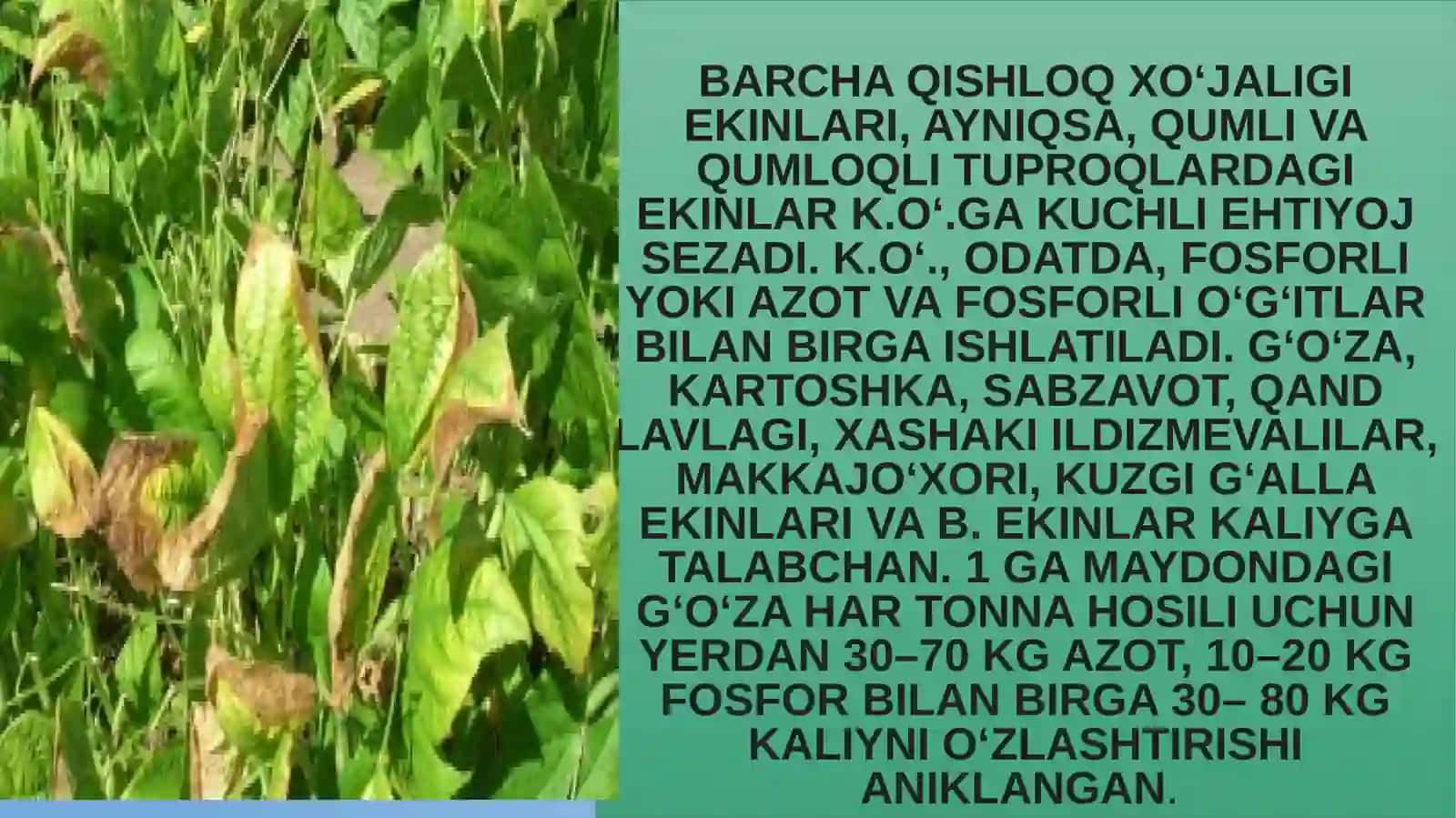 kaliyli o’g’itlarning meyorlarini belgilash vakumlar hosildorlik tasiri 4
