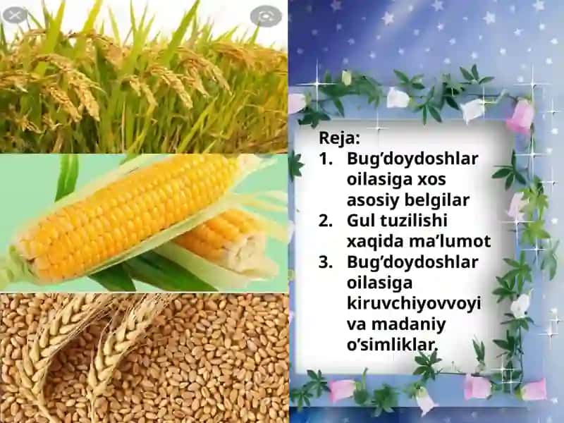 BUG'DOYDOSHLAR 4