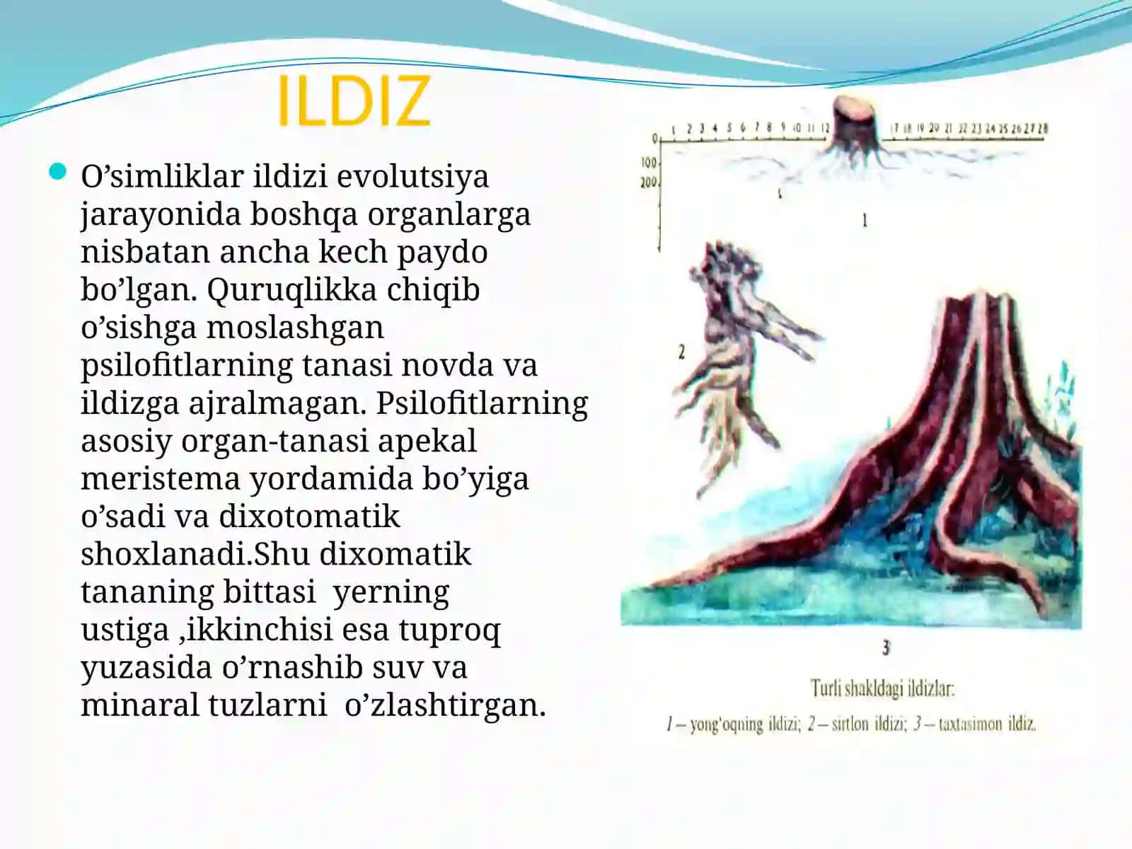 Ildiz 4