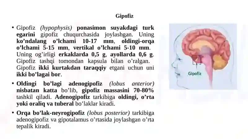 Ichki sekretsiya bezlarining tuzilishi va yoshga oid xususiyatlari 4