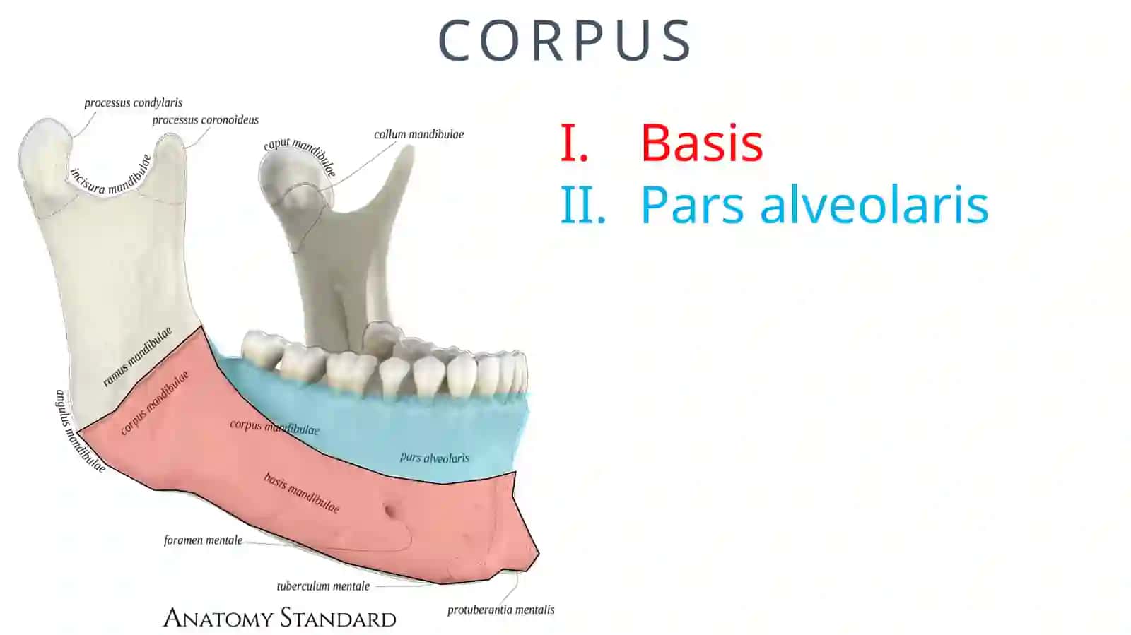 MANDIBULA 4