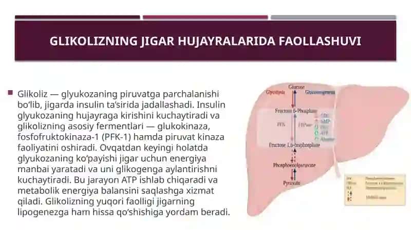 1. Jigarida glikoliz va glikoneogenezni boshqarilishi  2. Katexolaminlar va glyukokortikoidlarning 4