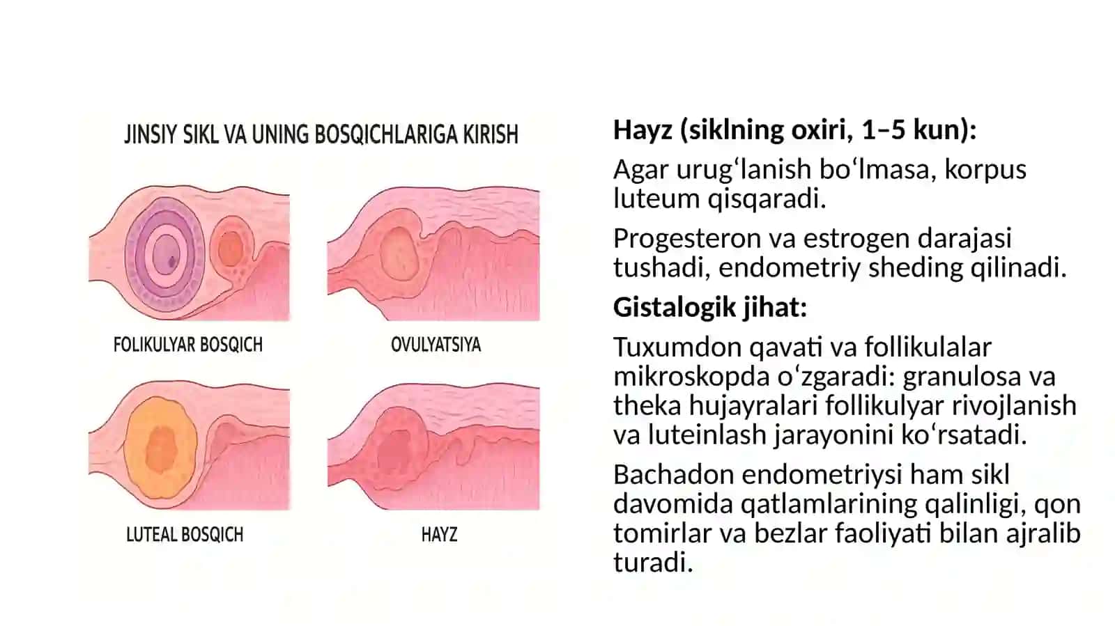 Jinsiysikilninggormonalboshqariluvimexanizimi 4