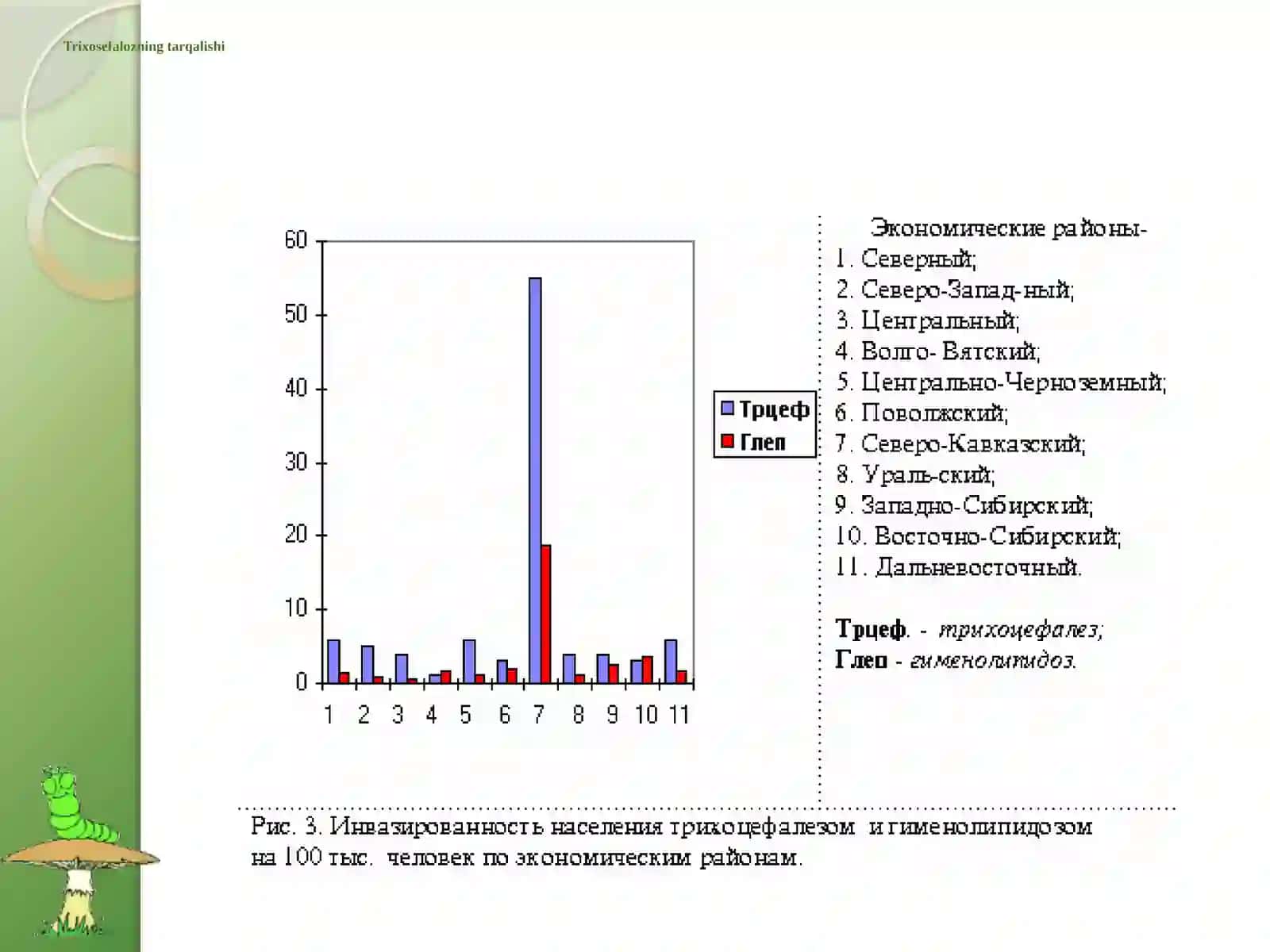 Parazitlar olami - qilbosh gijja (Vlasoglav) tadqiqoti 4