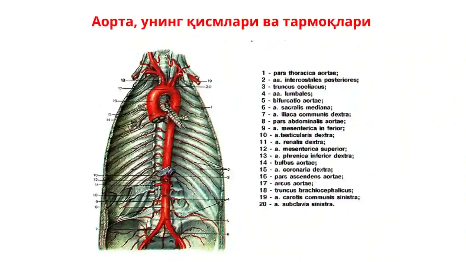 Кўкрак аортаси ва қорин аортасининг тармоқлари. Ички аъзоларнинг қон билан таъминланишининг жарроҳликдаги аҳамияти 4