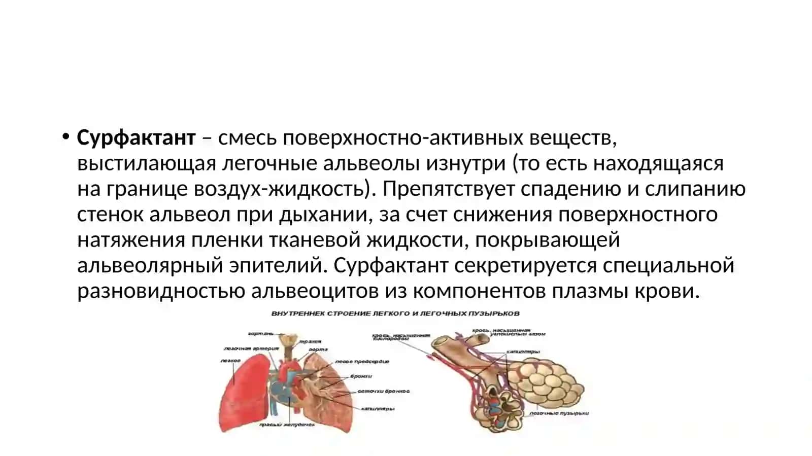 Лёгкие. Строение и функции 4