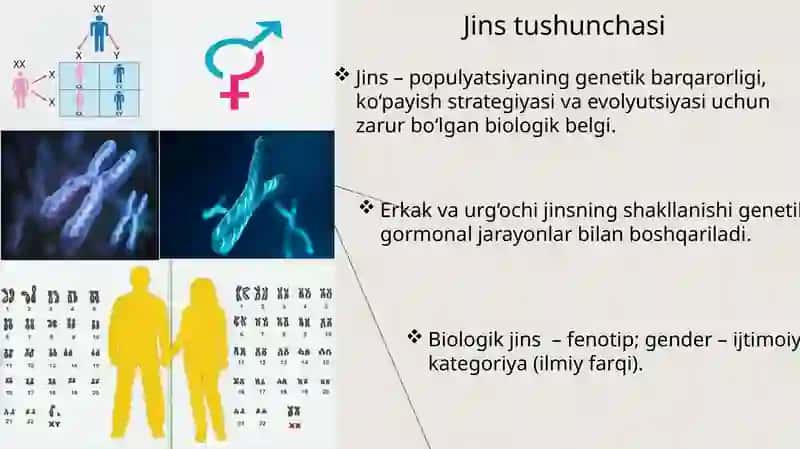 Jins tiplarining determinatsiyasi 4