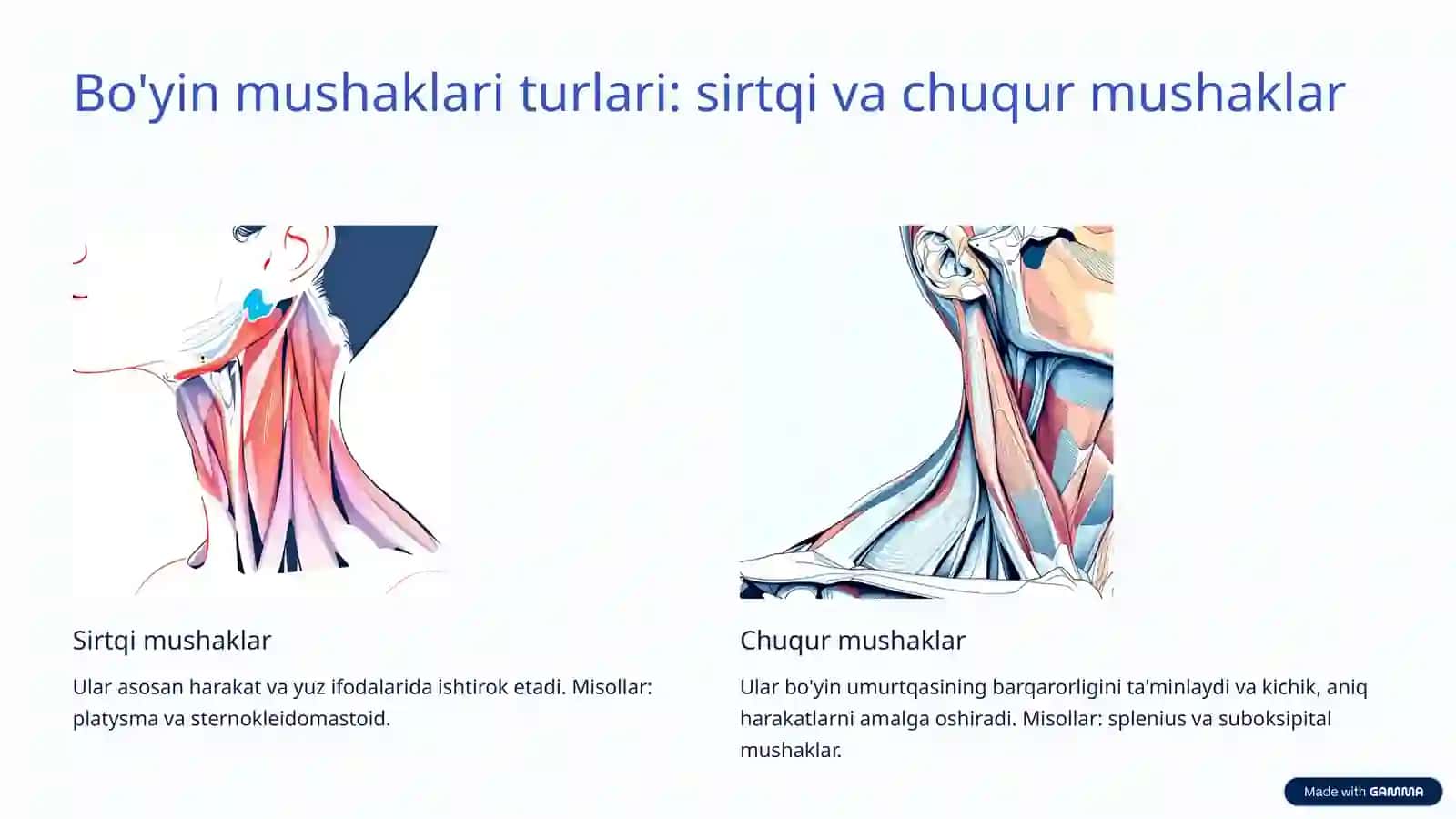 Bo'yin mushaklari fiziologiyasi: Keng qamrovli tushunish 4