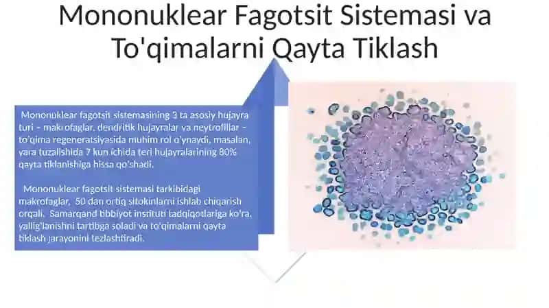 Mononuklear - fagotsitlar tizimi 4