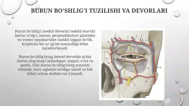 Kallasuyagitopografiyasi-ko'zkosasi,burunbo'shlig'i,chakka,vaqanot-tanglaychuqurchalari 4