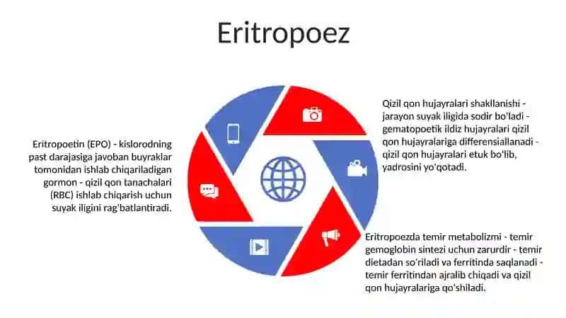 Qon Hujayralarining Fiziologik Va Reparativ Regeneratsiyasi 4