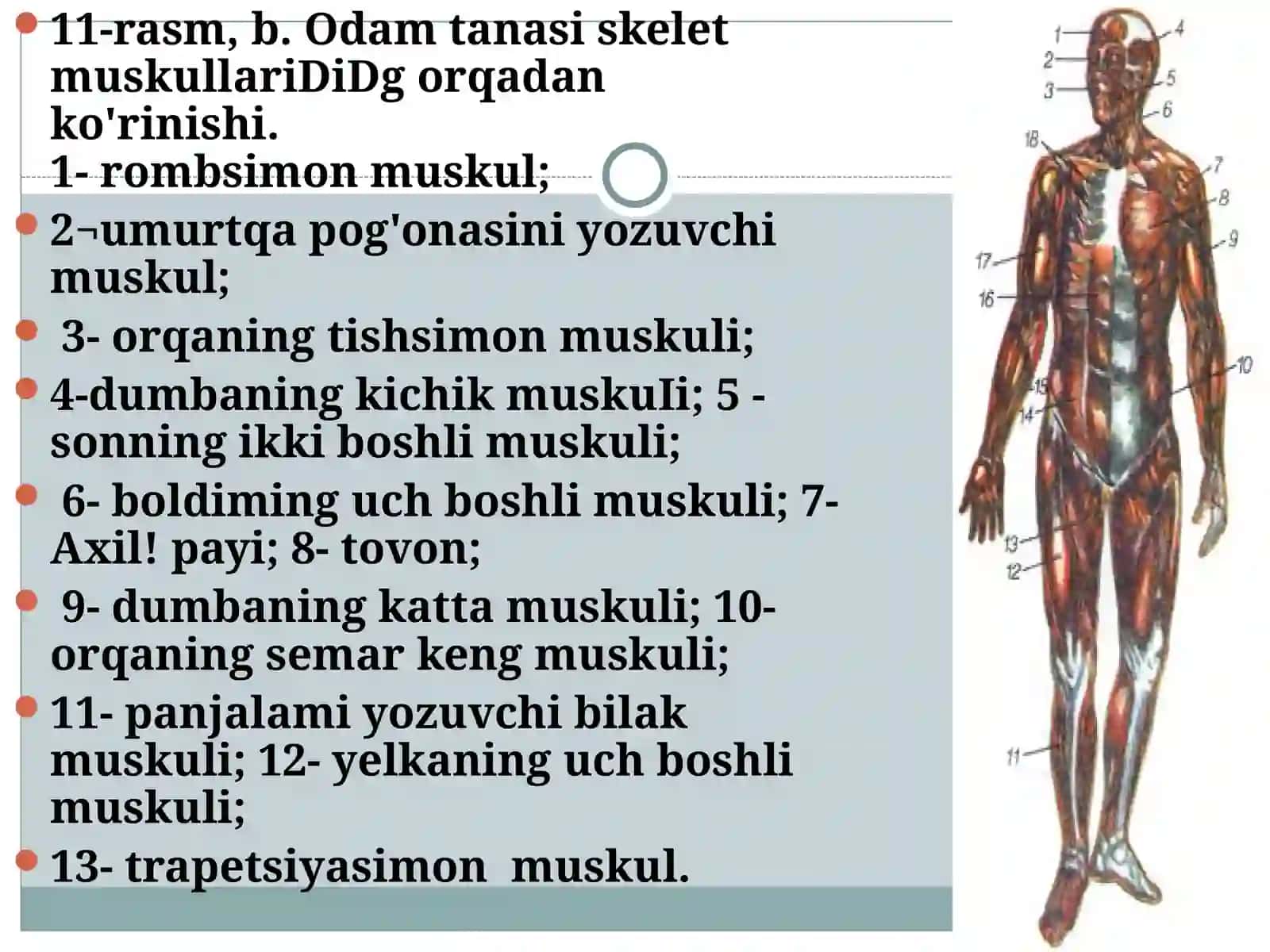 Qoʻl va oyoq muskullarining tuzilishi va ahamiyati 4