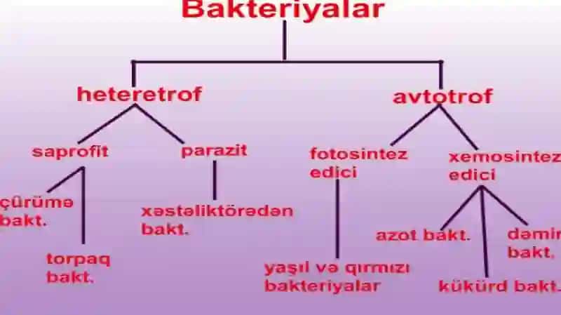Bakteriyagenetikasi 4