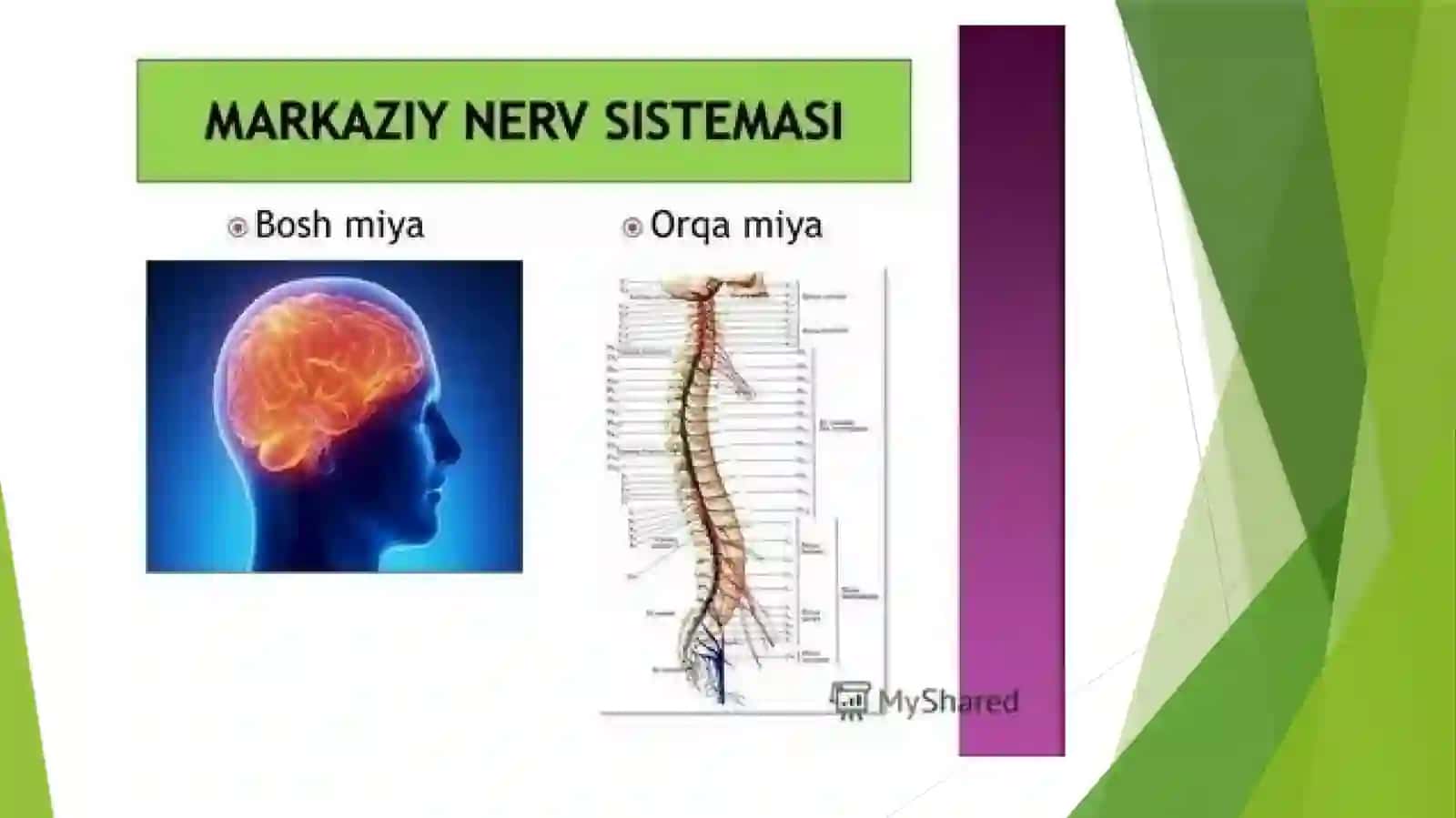 Orqamiyaning vazifalari 4