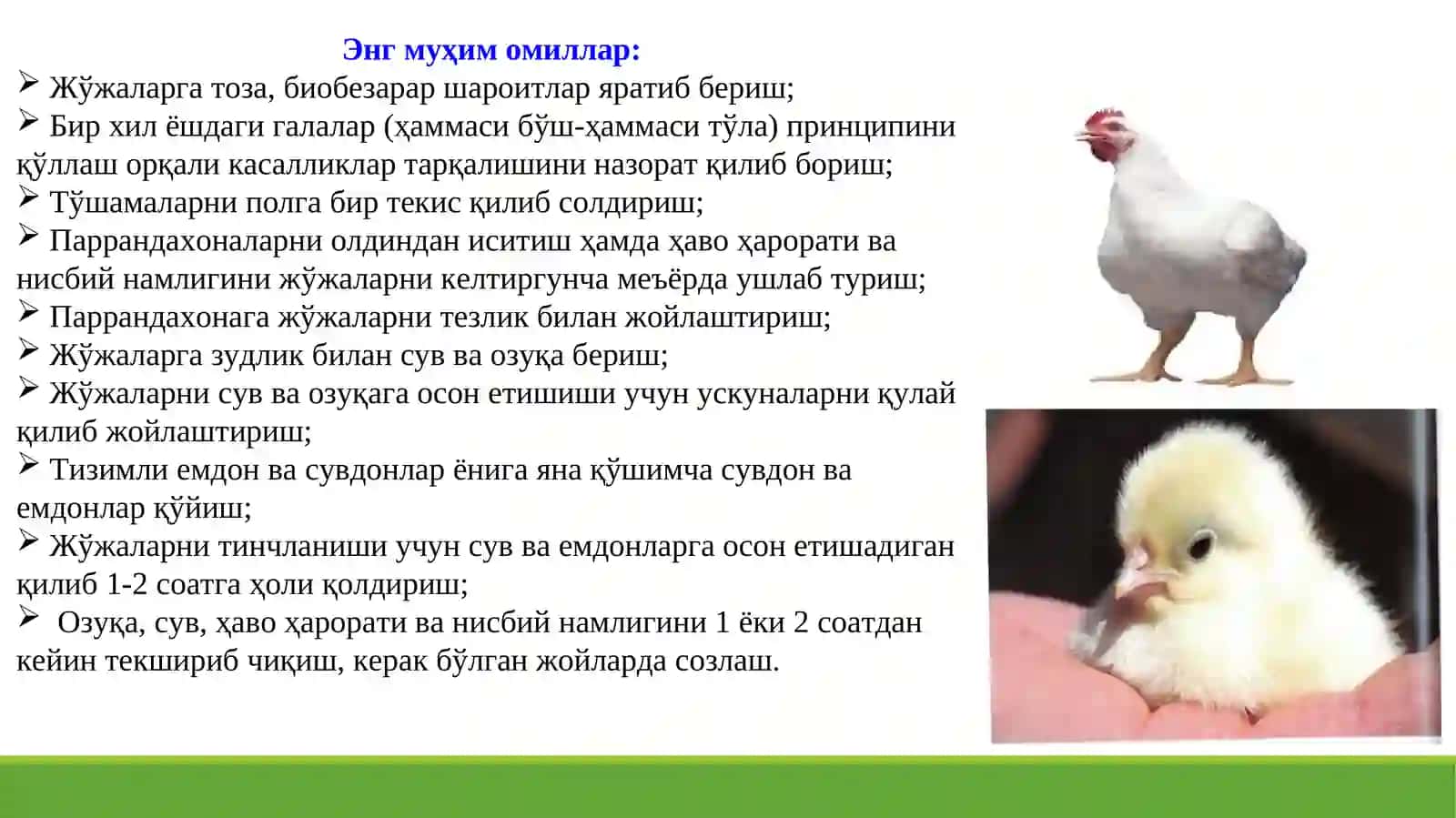 Бройлер жўжаларни ўстириш 4
