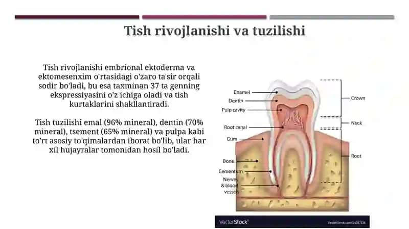 Tishlar almashinuvining biokimyoviy asoslari 4