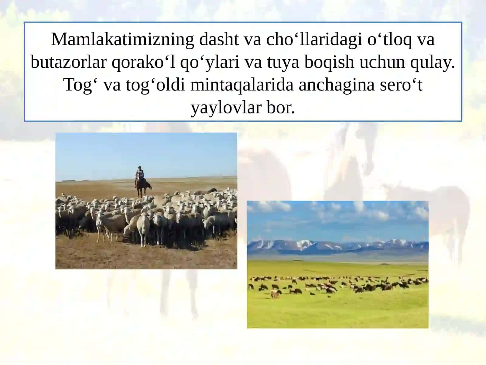 CHORVACHILIK 4