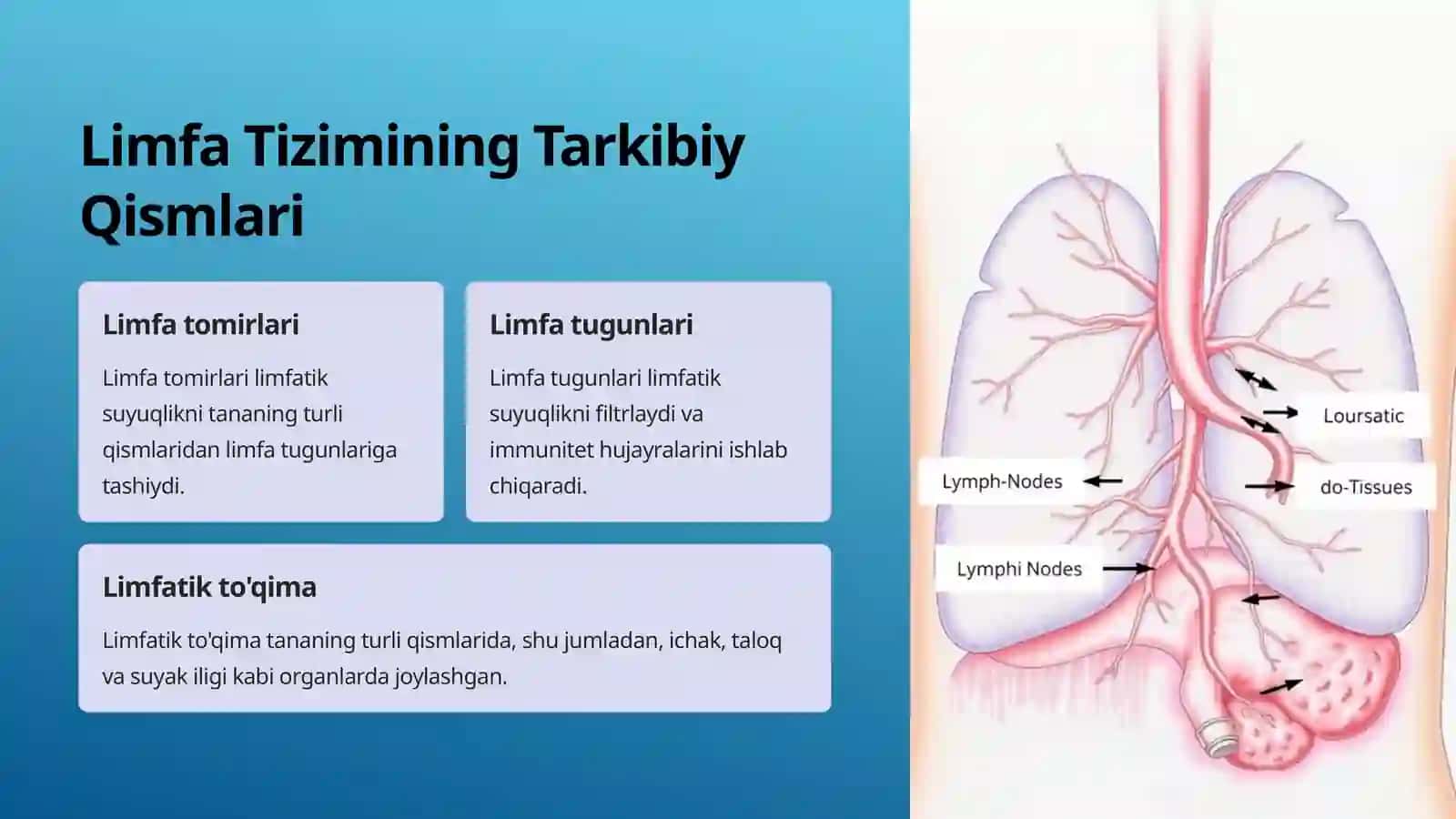 Limfa Tizimi Tananing Himoya Qal'asi 4