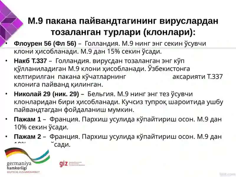 Ma’ruga: Vegetativ ko‘payadigan intensiv tipdagi payvand taglarini morfo-biologik xususiyatlari va yetishtirish texnologiyasi 4