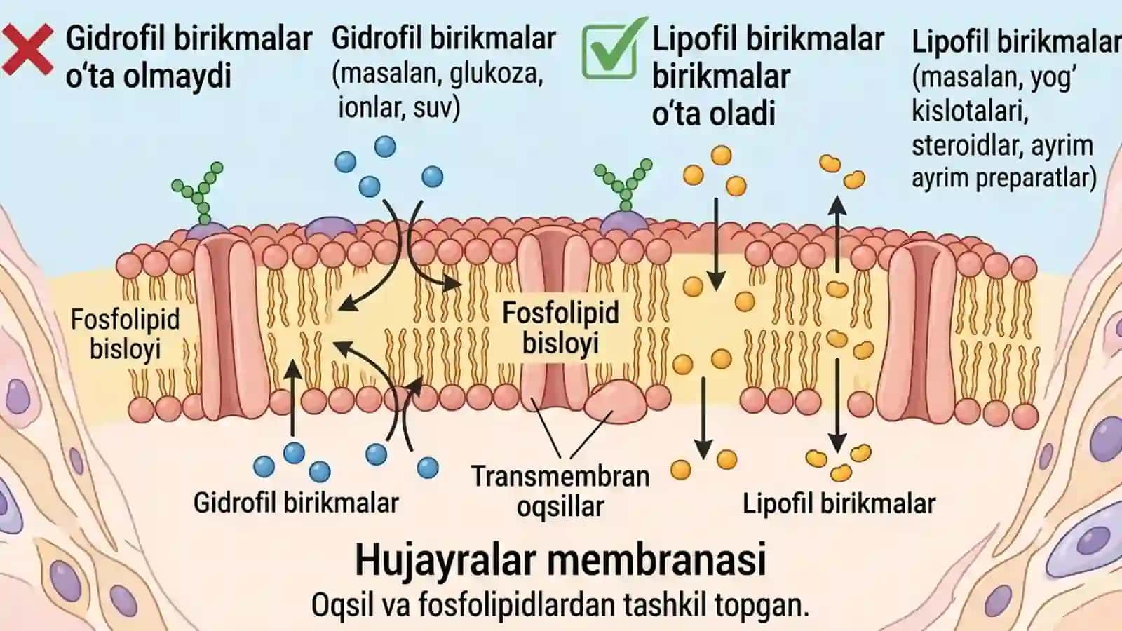 Farmakokinetika. Taqsimlanish bosqichi. 4