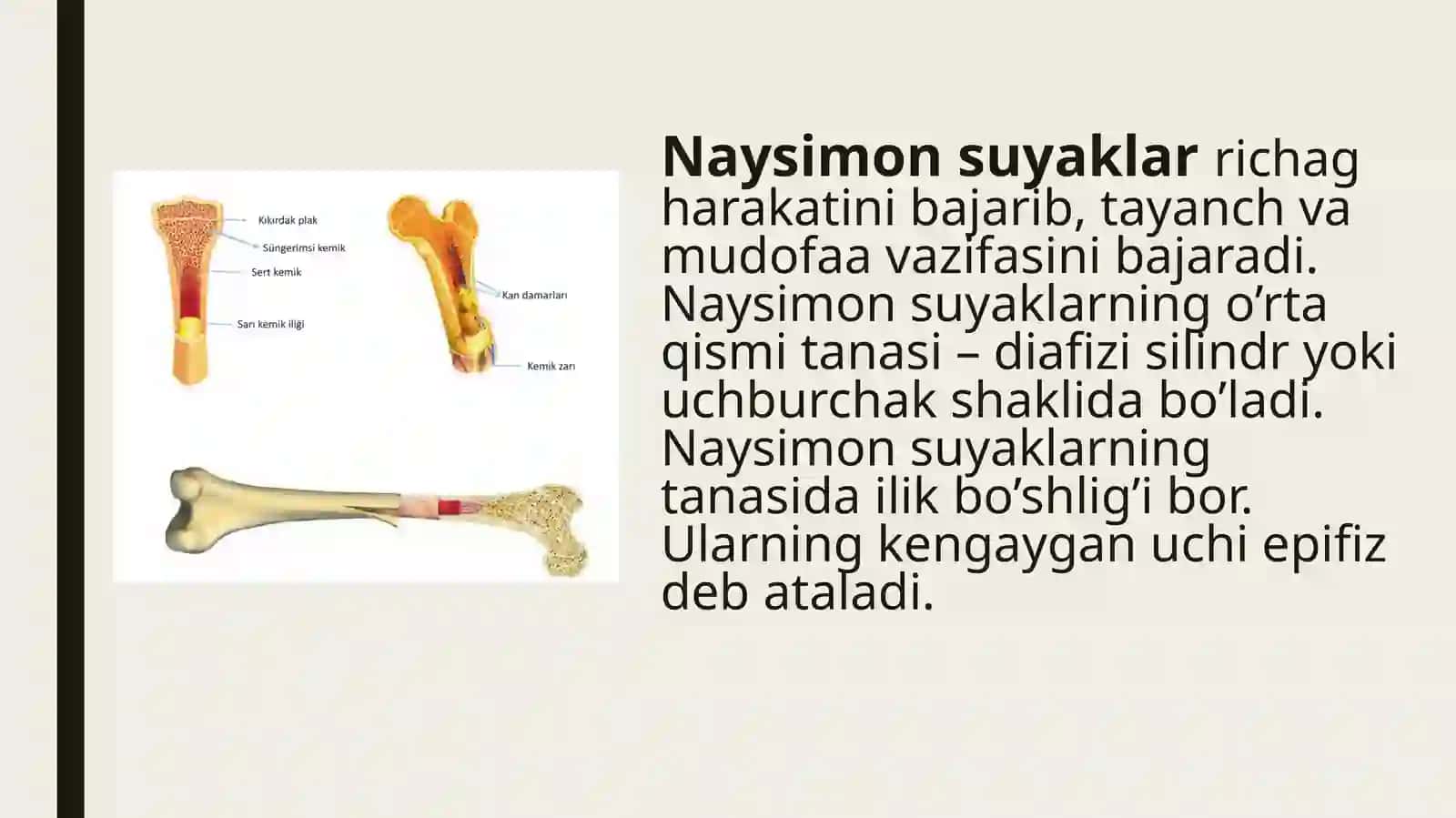 Suyaklarning tuzilishi 4