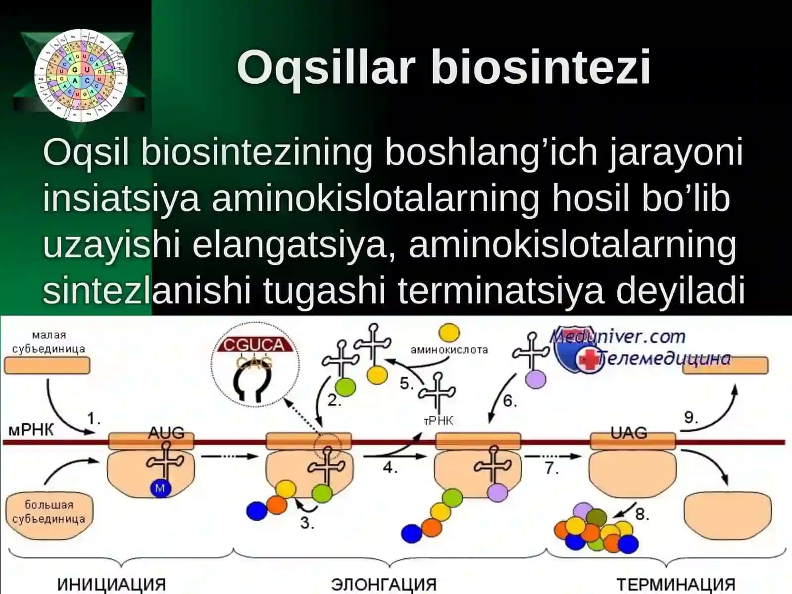 Oqsillarbiosintezi mavzusi boyicha qo'llanma 4