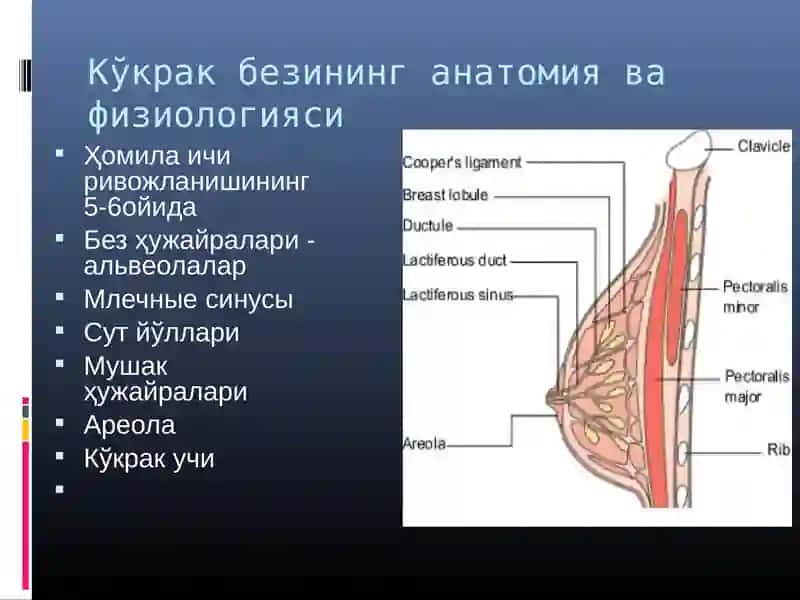 Ona suti tarkibi va uni bola o'sishidagi ahamiyati 4