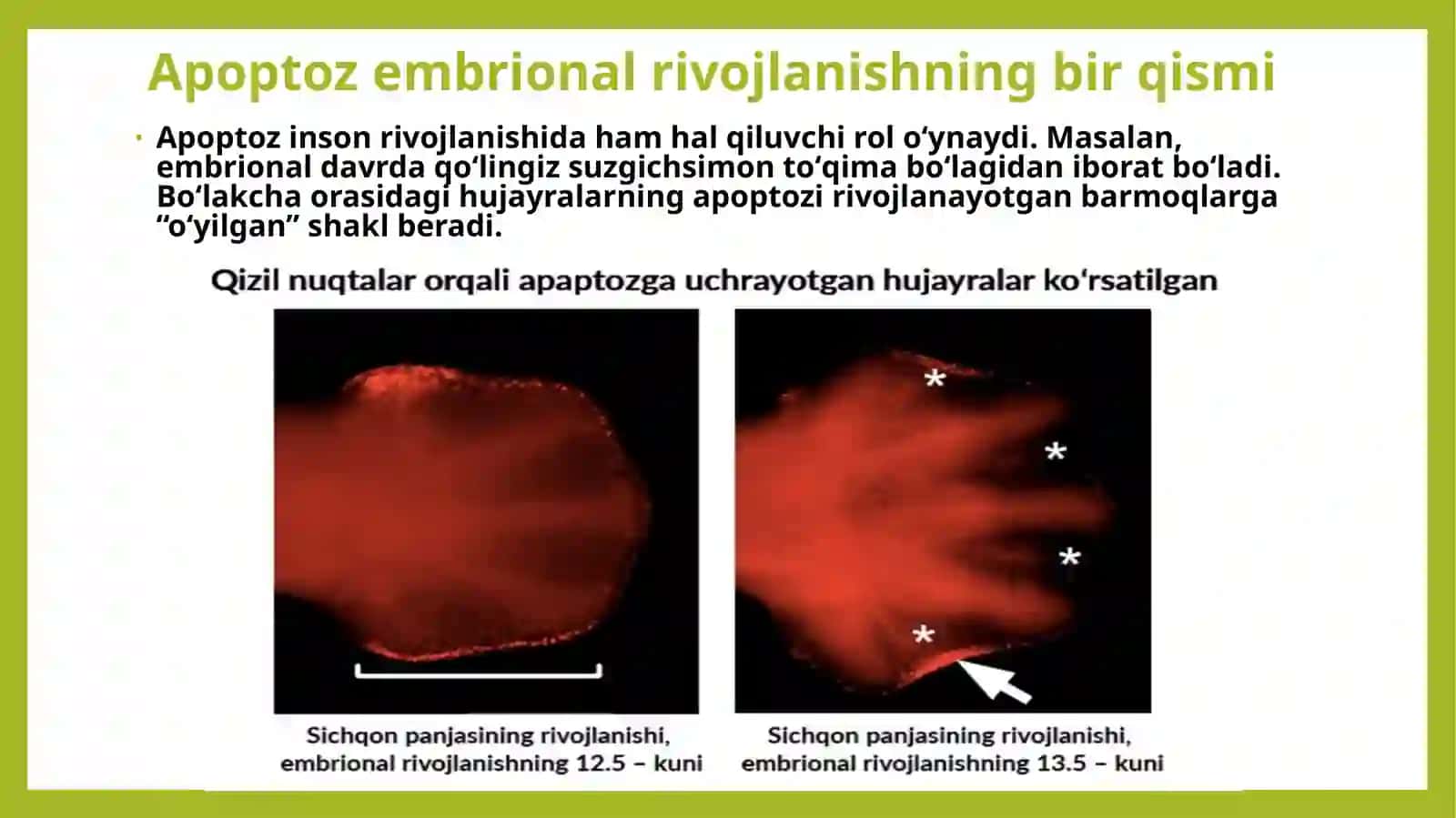 Apoptoz turlari, boshqarilishi 4