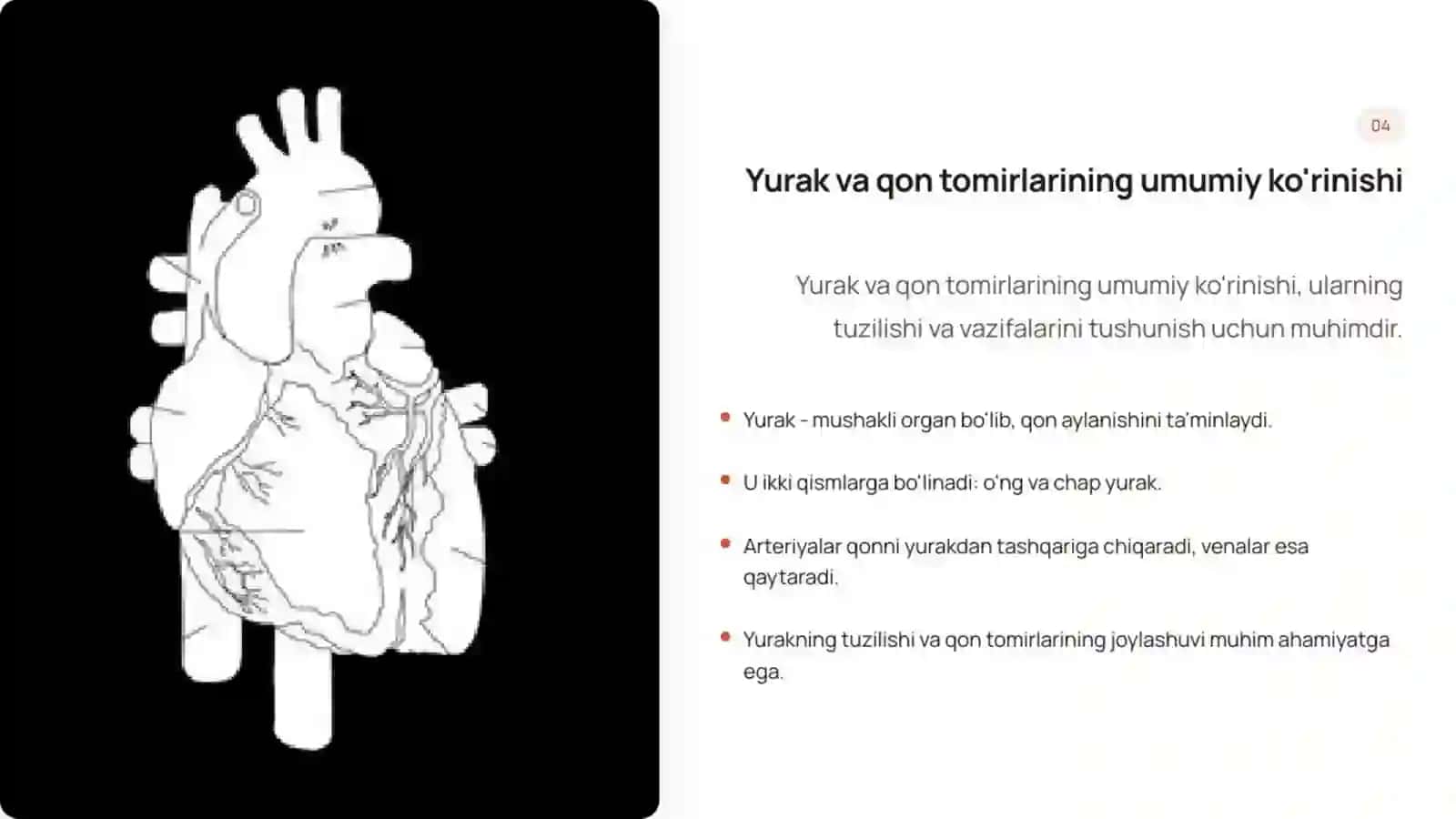 Yurak-qon tomirlar tizimi 4