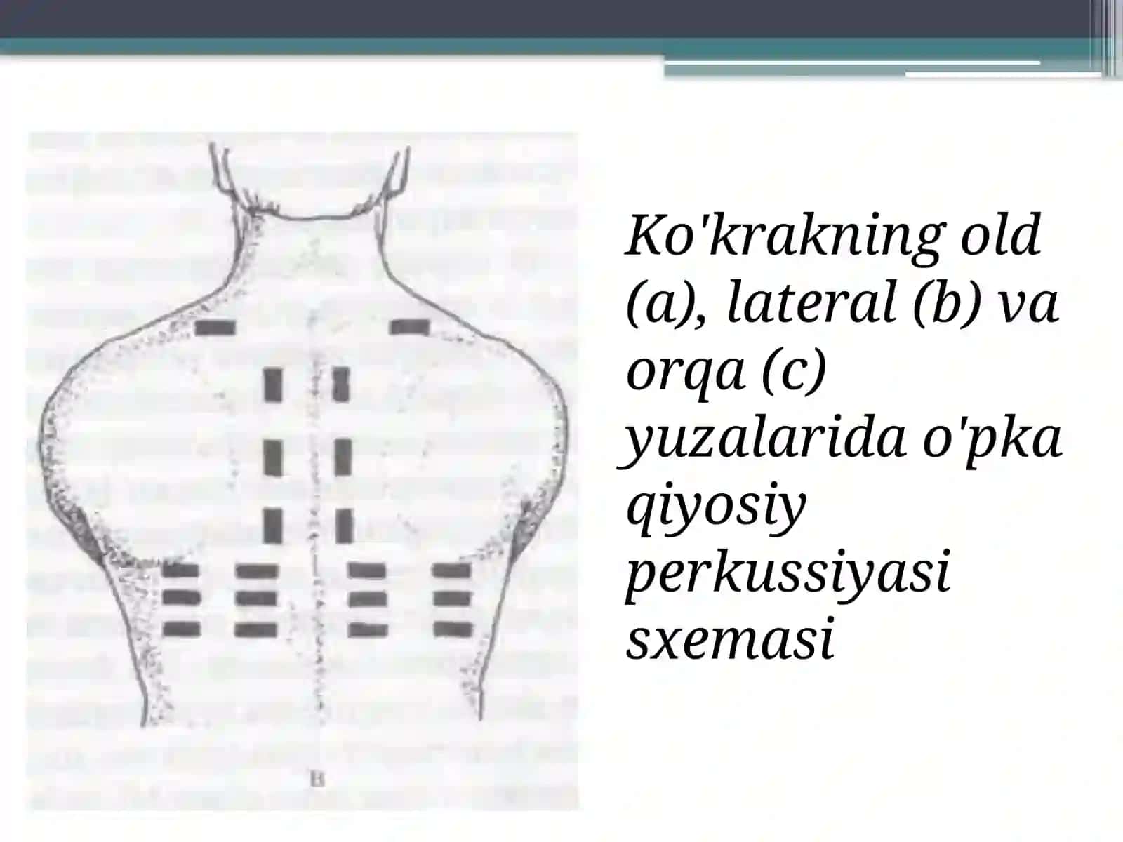 O’pka perkussiyasi 4