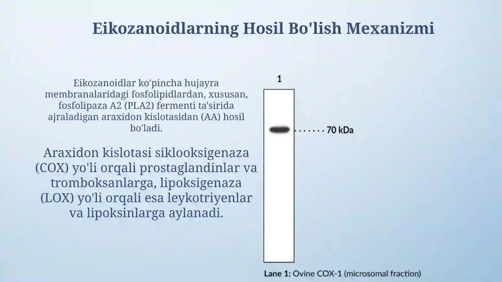 Eykozanoidlar, hosil boʻlish mexanizmi, turlari, ta'siri 4