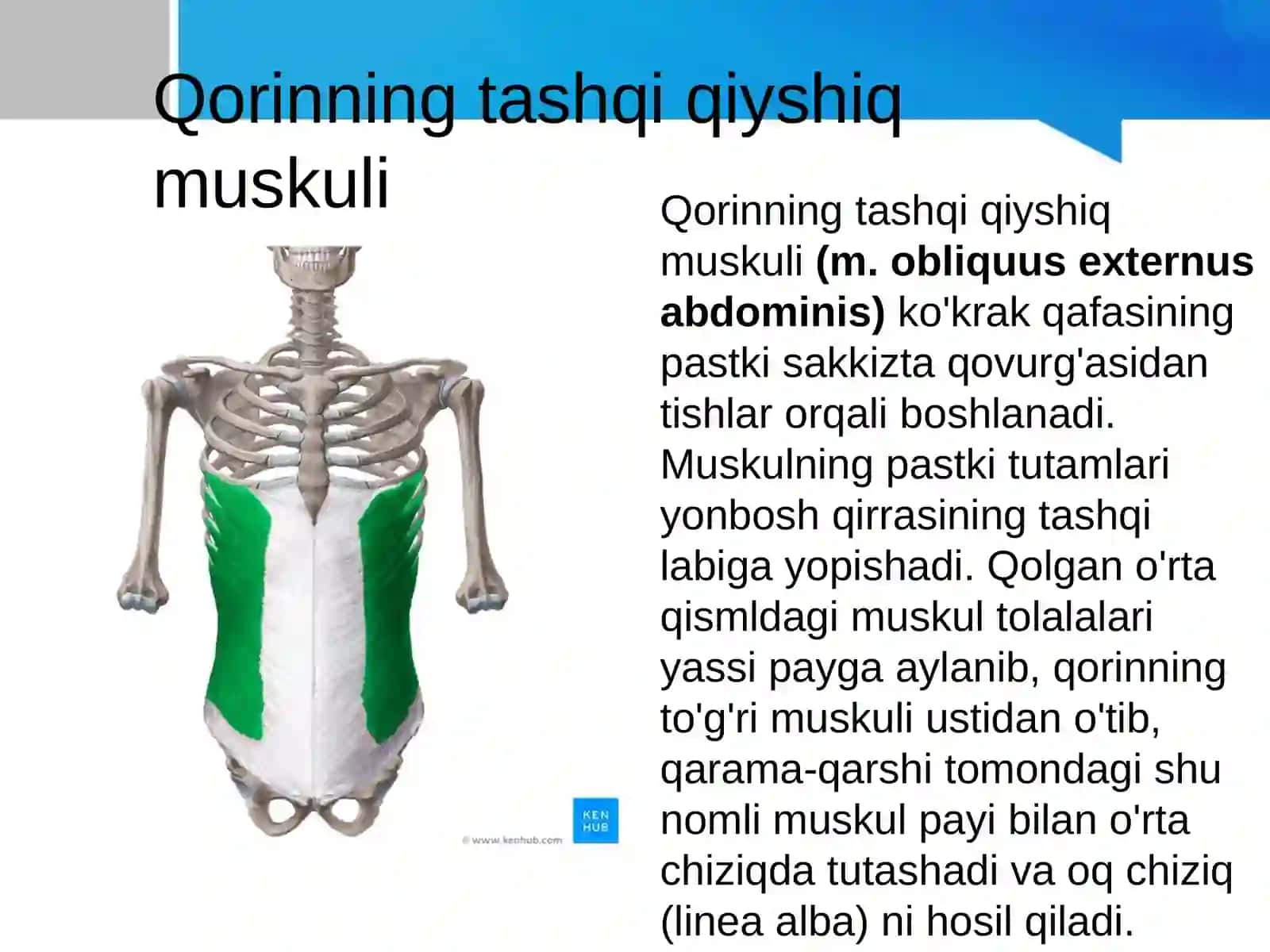 Qorin muskullari 4