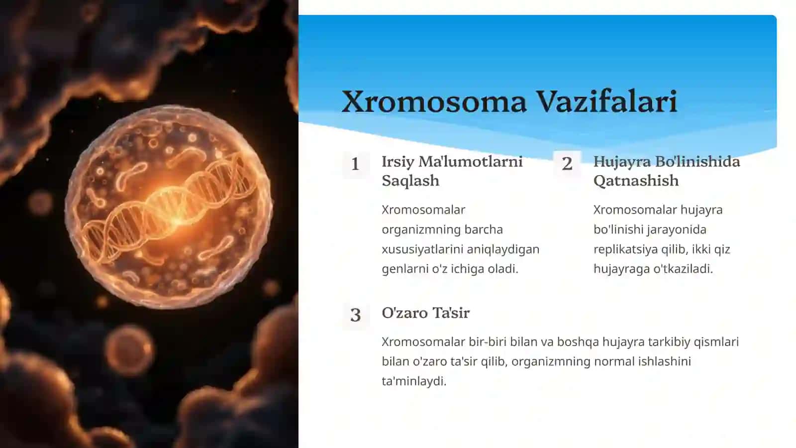 Xromosoma strukturasi 4