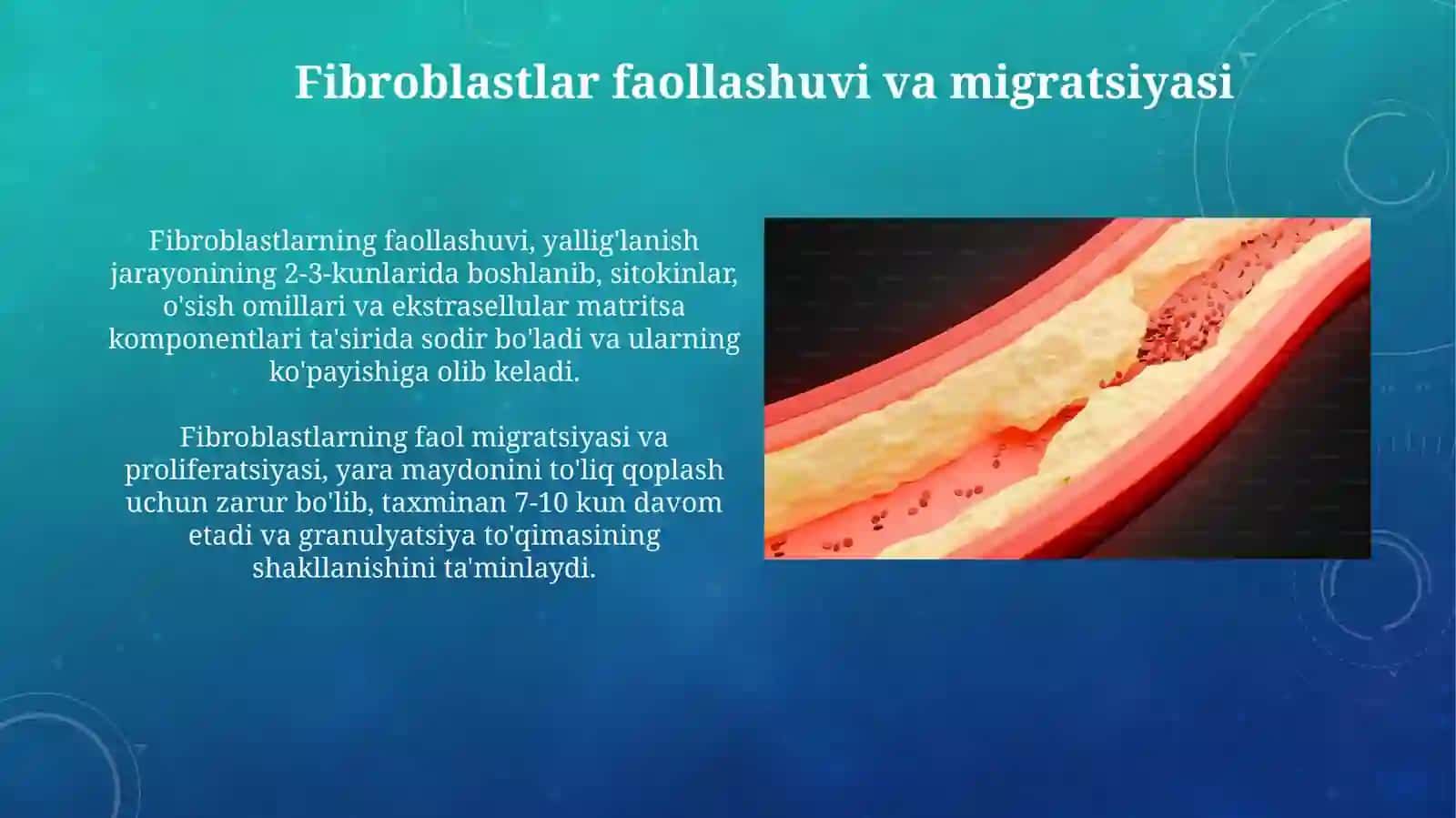 Fibroblastlarning jarohatlarni bitishi va chandiq hosil boʻlishidagi roʼli 4