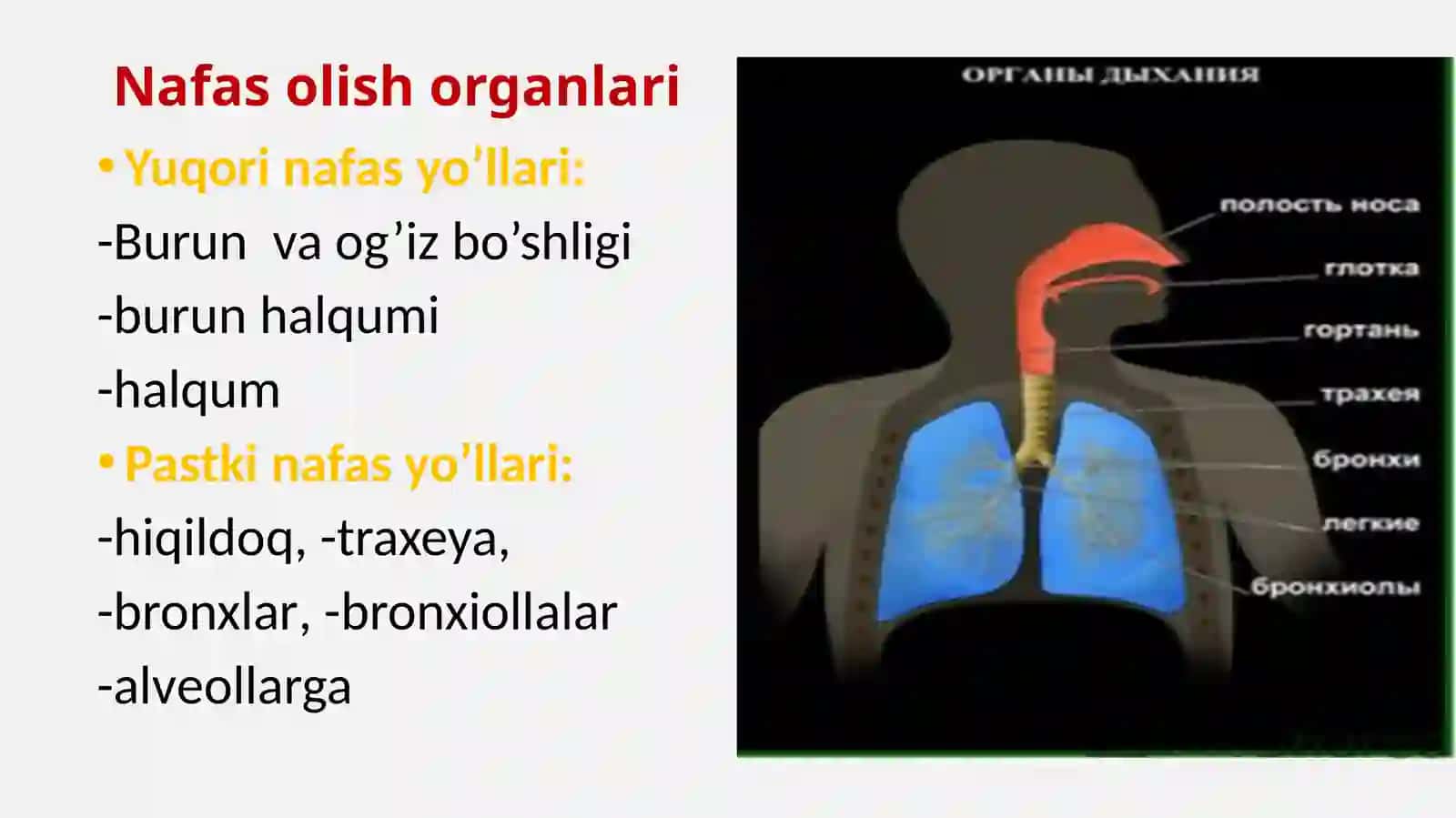 Nafas olish tizimi 4