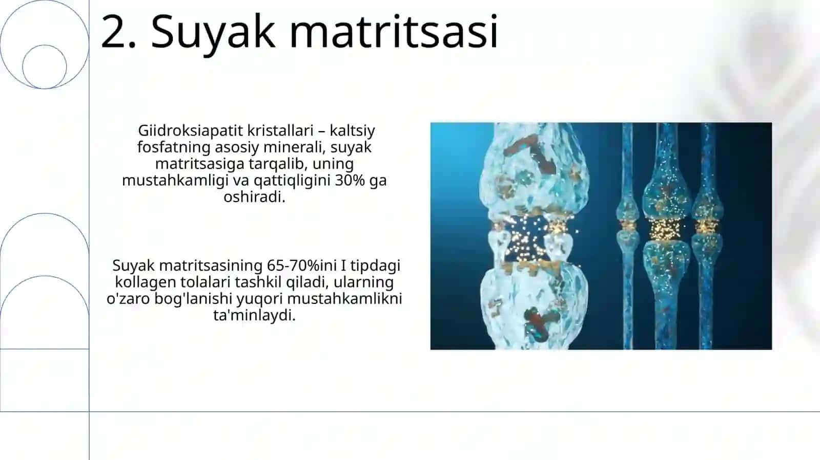 Suyaklarning tuzilishi rivojlanishi va kimyoviy tarkibi 4