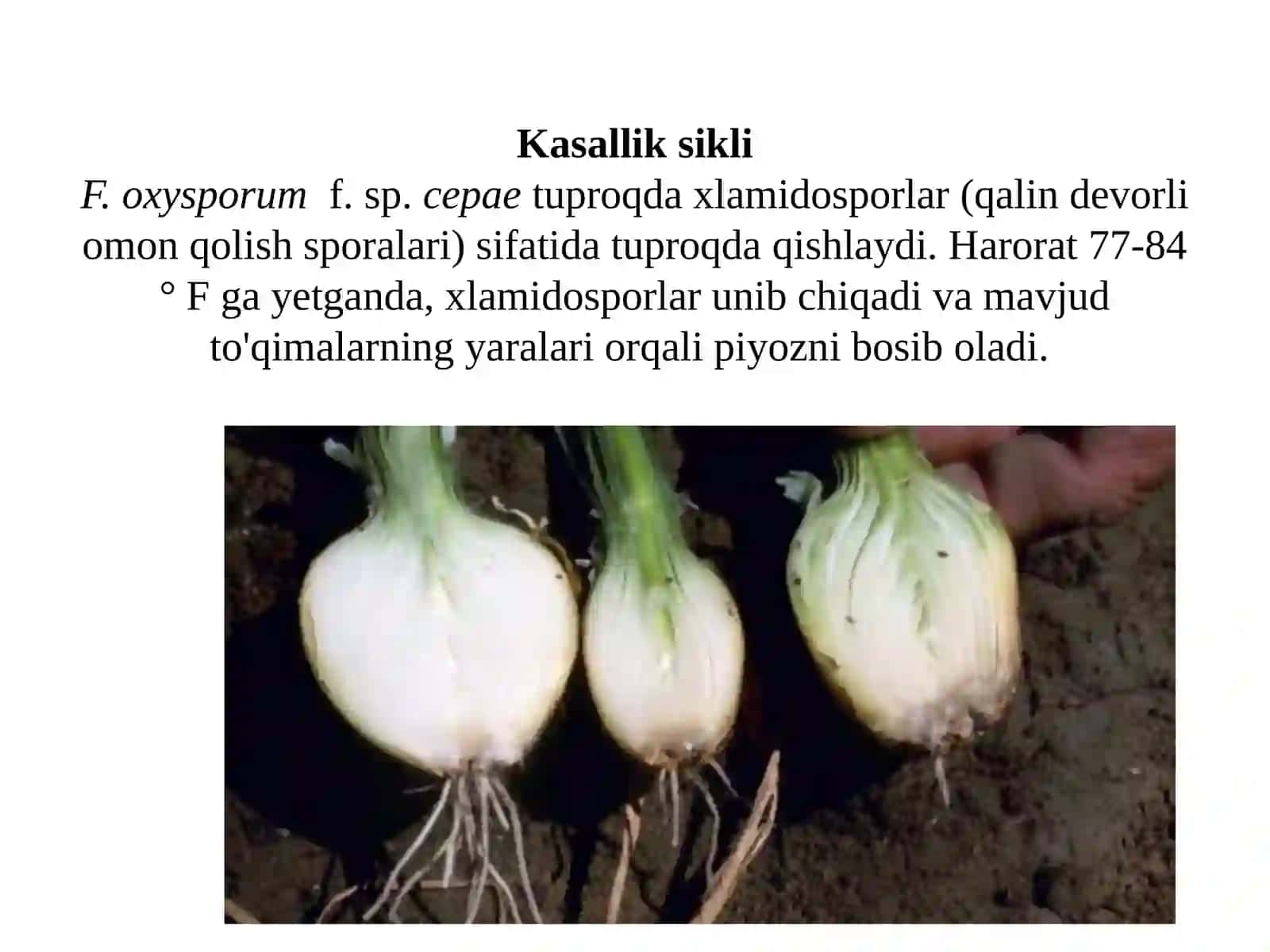 Shafran o’simligidagi patalalogik o’zgarishlar 4