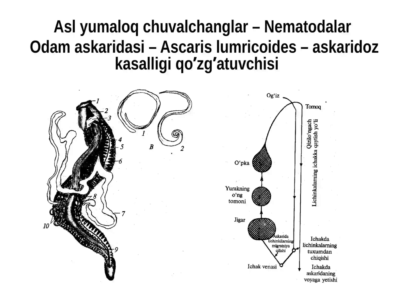 Tibbiy gelmintologiya.Yumaloq chuvalchanglar-odam parazitlari 4
