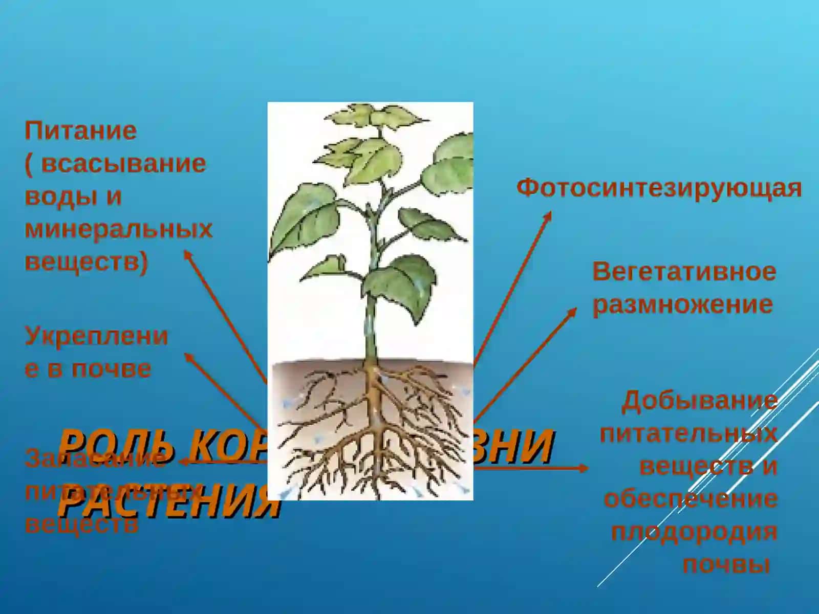 УРОК БИОЛОГИИ6 КЛАСС ПО ТЕМЕ: «КОРЕНЬ» 4