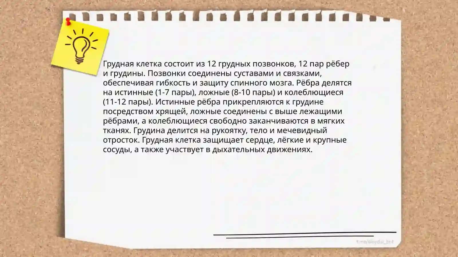 Ребро 4