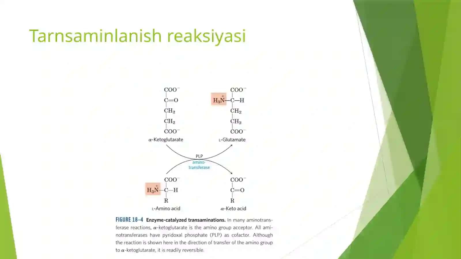 AMINOKISLATALAR ALMASHINUVI 4