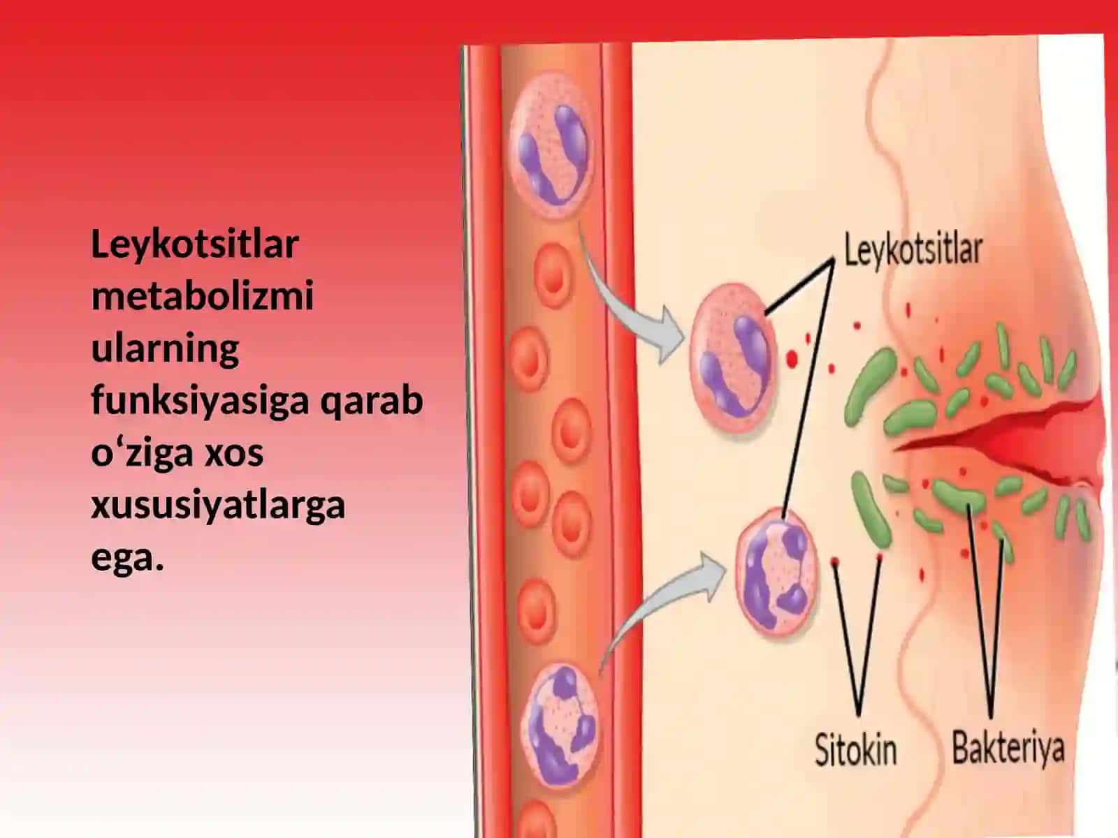 Leykotsitlar metabolizmi xususiyatlari. Nasliy va orttirilgan trombotsitopeniyalar. Kamqonlik turlari va sabablari 4