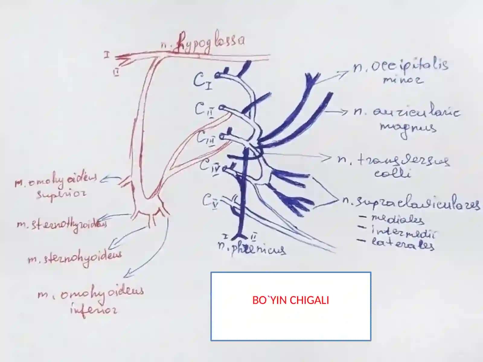 BO`YIN CHIQALI ANATOMIYASI 4