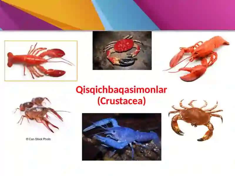 Biologiya talim, Zoologiya fanidan ta'limot 4