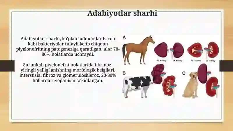 Otlardayiringlinefrit(pilonefrit)patologoanatomiko’zgarishlaritekshiruvi 4