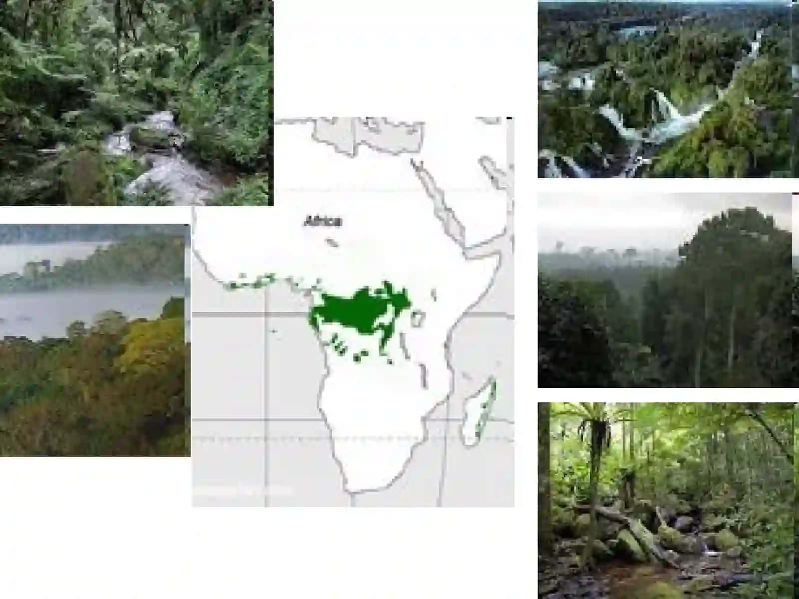 AFRIKA MATERIGINING FAUNISTIK ОBLASTLARI, HAYVОNОT DUNYOSINING O’ZIGA ХОS ХUSUSIYATLARI 4
