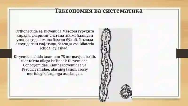 Mesozoa Orthonectida dicyemida 4