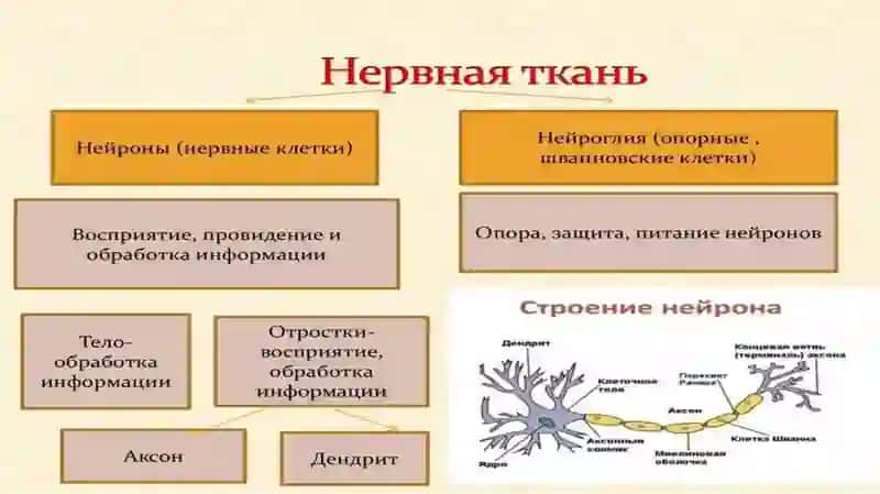 нервная ткань 4