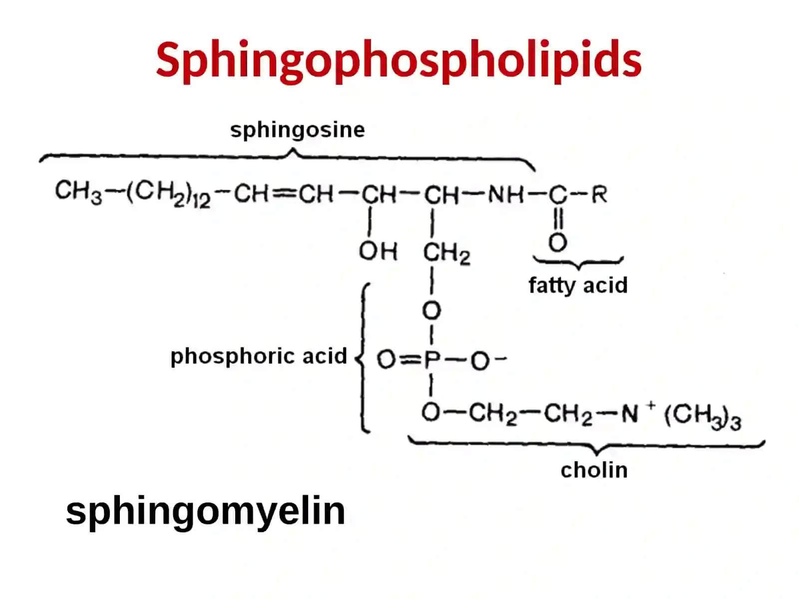 Fats (Triacylglycerols) 4