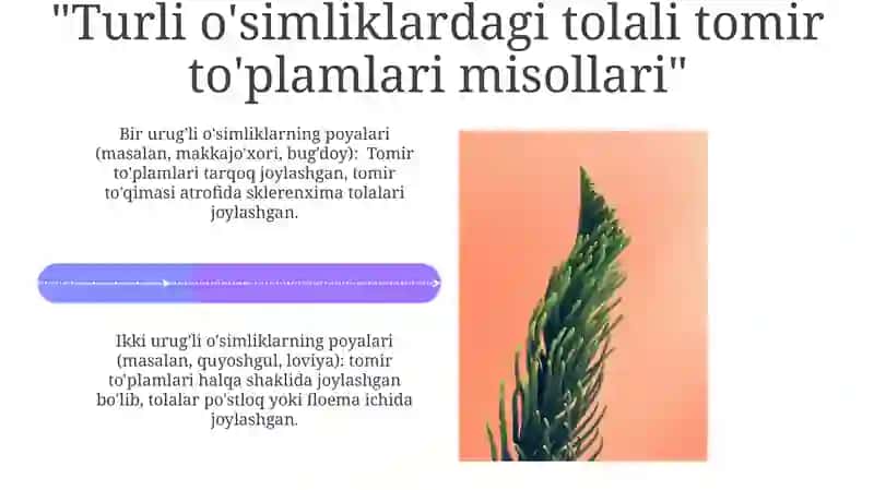 Tomir to'plami anatomiyasi 4